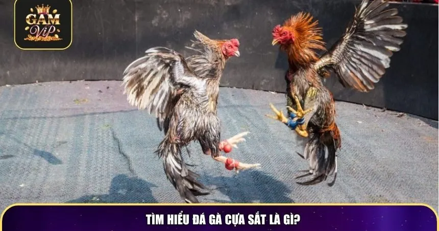 Tìm hiểu đá gà cựa sắt là gì?