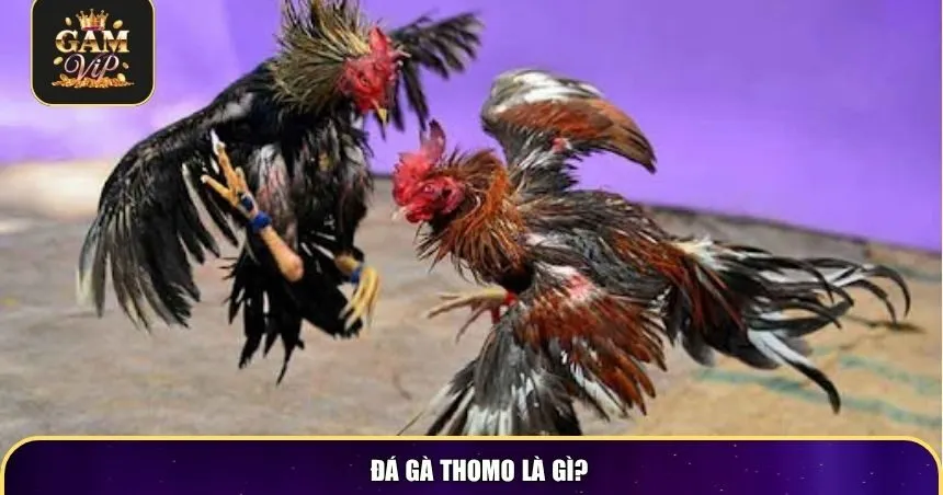Đá gà Thomo là gì?