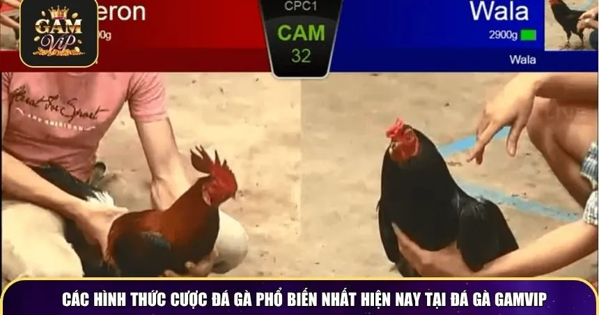 Các hình thức cược đá gà phổ biến nhất hiện nay tại đá gà Gamvip