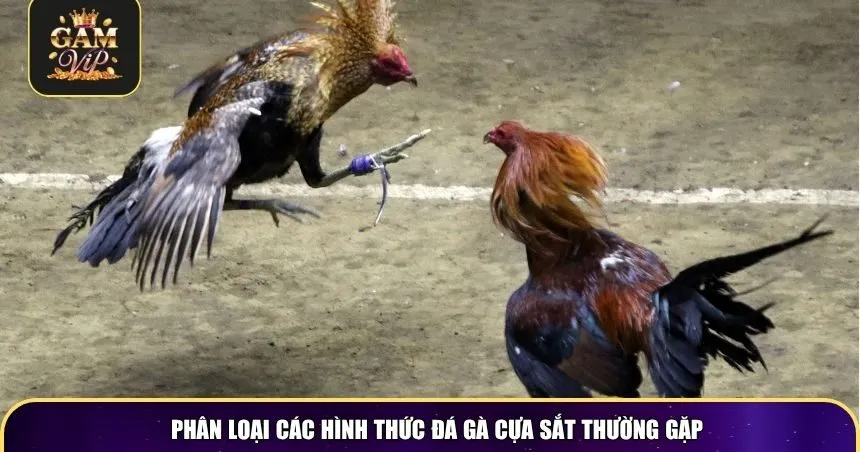 Phân loại các hình thức đá gà cựa sắt thường gặp